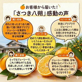 八朔の常識がかわる！さつき八朔（樹上超熟八朔） プリプリで