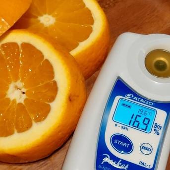 清見オレンジ　3kg(箱込み)＋補償分　ご家庭用　和歌山　有田市　産地直送 3kg(箱込み)＋補償分 果物/オレンジ・その他みかん通販