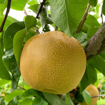 豊水梨 約2kg 長野県南信州産 1箱 約2kg前後 果物/梨通販