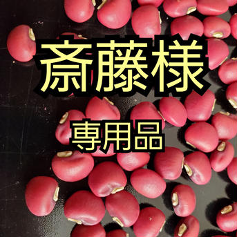 斎藤様専用出品です。 達磨ささげ2kg、丹波豆2kg 野菜/豆類通販