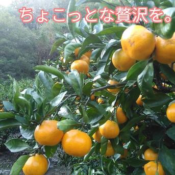 最高みかん【小玉サイズ】2kg(箱込) 2kg(箱込) 果物/温州みかん通販