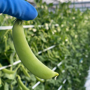 【アウルの日】旬屋OKADA スナップエンドウ✨ 1.２kg  １００〜１３０本程度入ってます！ 野菜/豆類通販