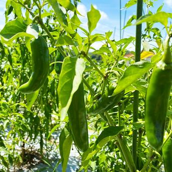 冷凍唐辛子】国産ハラペーニョ（約400g）農薬・化学肥料不使用 ｜ 野菜