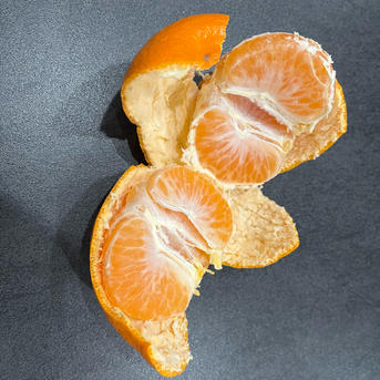 10kg程度　蜜柑　宮川早生　愛知県産 10kg程度蜜柑宮川早生愛知県産