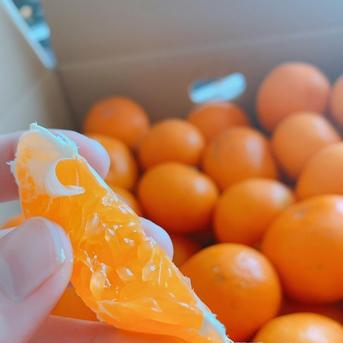【数量限定・訳アリ・3㎏】和歌山有田産！中生品種 有田みかん 3kg(サイズ混在 生産者お任せ詰合せ) 果物/温州みかん通販