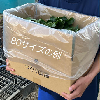 (Mサイズ) 家計応援！[信州産] 大きめ露地ちぢみほうれん草 ちぢみほうれん草80サイズ箱に入るだけ！(3.4kg目安) 野菜/ほうれん草通販