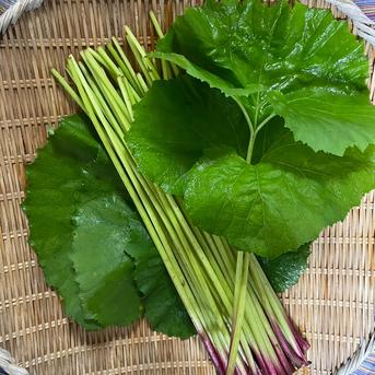 送料500円引] 天然の山蕗(やまぶき・ふき) ｜ 野菜/その他野菜 産直