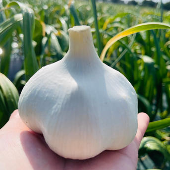 青森特選】白にんにくバラ200g×黒にんにくバラ200g（白・黒満喫セット