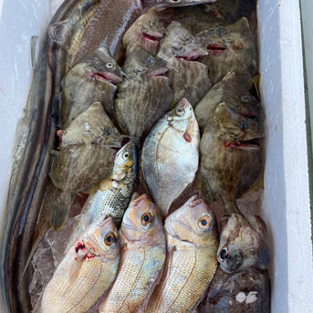 【見てびっくり、食べてびっくり船頭厳選贅沢セット】5キロ〜10キロ 5キロ〜10キロ 魚介類/魚介セット・詰め合わせ通販