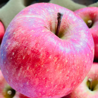 ご家庭用 サンふじ 約5kg 長野県産 | 果物/りんご 産直アウル 農家から