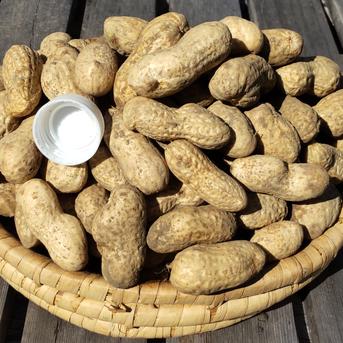 今が旬！】無農薬 生落花生 おおまさり 4kg 自然栽培（常温） | 野菜