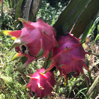 石垣島産『ドラゴンフルーツ』3キロ（赤玉）6〜8個 | 果物/ドラゴン