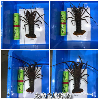 訳あり活伊勢海老　大1キロ（2〜3匹） 大1キロ（2〜3匹） 魚介類/エビ通販