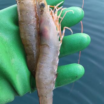 シラサエビ約500㌘大サイズ 500㌘ 魚介類/エビ通販