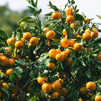 ☆OWL 6th Anniversary Limited☆みかん＋コル'マドンナ の食べ比べ