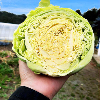 10【数量限定】農薬不使用の旨キャベツ！今だけの旨みキャベツを是非！ キャベツ7から10玉 野菜/キャベツ通販