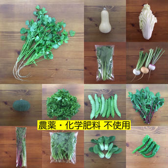 根付きパクチー ＋ 野菜セット（８点・80サイズ）　＜農薬・化学肥料不使用＞ 8品 野菜/野菜セット・詰め合わせ通販