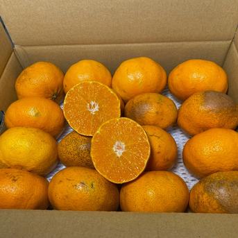 訳アリ】甘平🍊正直見た目は良くないです 4.5Kg 贅沢な加工用 シッカリ