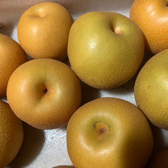 美味しい訳あり豊水梨箱込み 1.8kg 6玉 箱込み 1.8kg 6玉 果物/梨通販