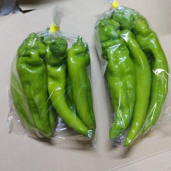 大きな【福耳唐辛子】1.6kg★ 【クール】福耳唐辛子 1.6kg 野菜/スパイス通販