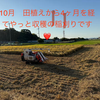 ヒノヒカリ 令和7年産 新米 10kg | 米・穀物/米/精米 産直アウル 農家