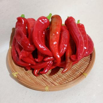 有機栽培 万願寺とうがらし 1kg 赤青ミックス ｜ 野菜/ししとう 産直