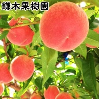 熊本県錦町産の桃 約2kg 5玉〜9玉 ｜ 果物/もも 産直アウル 農家