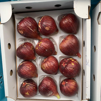 城農園の朝どり完熟いちじく1kg 1kg 果物/いちじく通販