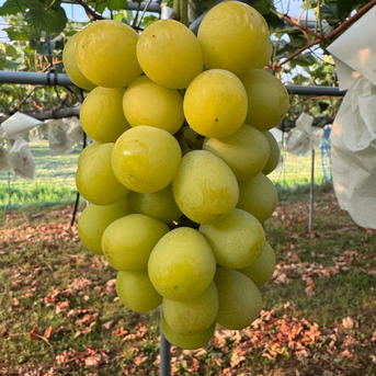 訳あり品クイーンニーナ1房シャインマスカット2房 | 果物/ぶどう 産直