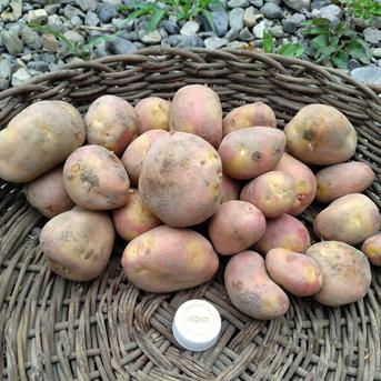 無農薬《新ジャガイモ》インカのひとみ　本州、四国、九州の方 約3キロ 野菜/じゃがいも通販