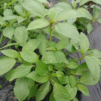 《常温便》『群馬県産』季節の野菜SSセット5～6品(農薬、化学肥料不使用)  80サイズ 5キロ以下 野菜/野菜セット・詰め合わせ通販