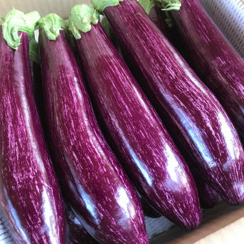 りんごあめなす】ゼブラ茄子 6本 ｜ 野菜/茄子 産直アウル 農家・漁師