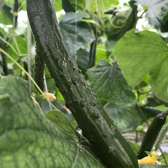 キュリトマセット【小】 トマトパック2キュウリ10-12 野菜/野菜セット・詰め合わせ通販