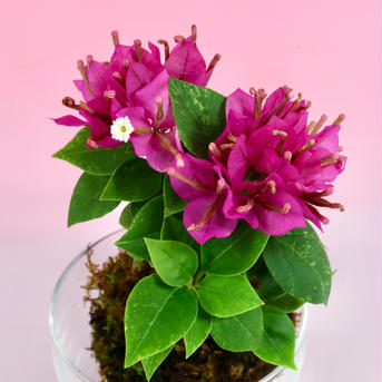 苔玉　ブーゲンビリア(濃いピンク) 液肥付 高さ15㌢くらい　約300㌘ 花・植物/花・植物通販