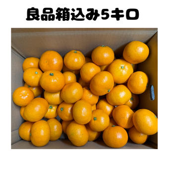 木下さんちのみかん 良品箱込み10キロ（5キロ箱×2箱） | 果物
