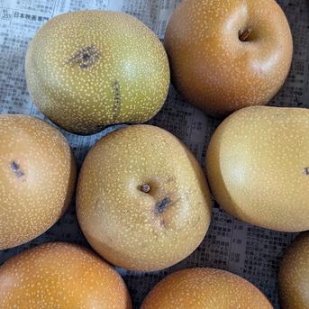 豊水20玉4.4kg | 果物/梨 産直アウル 農家から直接野菜などの