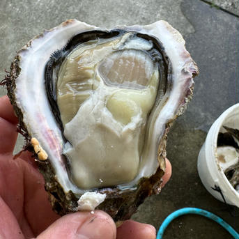 【天然】岩牡蠣　和歌山産　小サイズ 小サイズ10個 魚介類/牡蠣通販