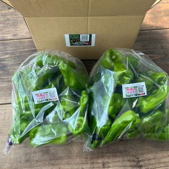 ☆有機JAS認証☆朝採れ新鮮！ピーマン1㎏ ピーマン1㎏ 野菜/ピーマン通販