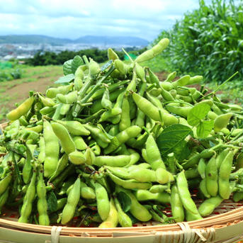 【大好評(^^♪】枝つき枝豆　“神風香” 1600 野菜/枝豆通販
