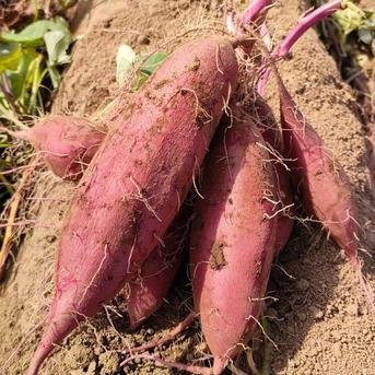 熟成シルクスイート　土付き5kg ダンボール箱重量込み約5kg(実質約4.5kg)土付き 野菜/さつまいも通販