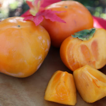 訳あり品】甘とろっ！たねなし柿5キロ（20〜24個程度） | 果物/柿 産直