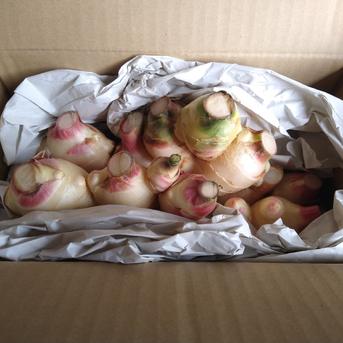 ハナコの新生姜 1kg 新生姜1kg 野菜/薬味通販