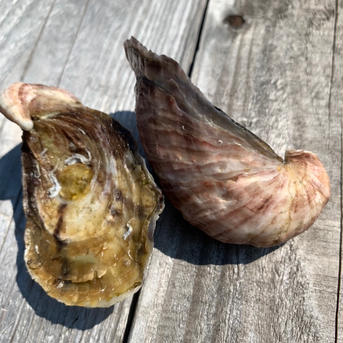 おうち時間価格❗️バージンオイスター 1kg 魚介類/牡蠣通販