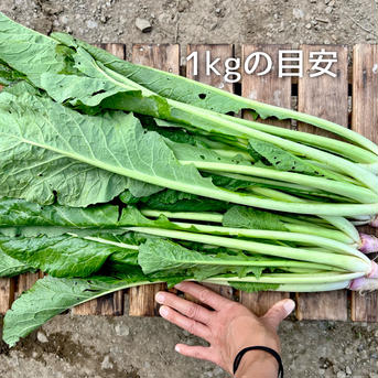 (80) 信州産 [レシピ付] 漬物以外もアレンジ自在！春の野沢菜 80サイズ箱に入るだけ！(4～4.5kg) 野菜/葉物通販