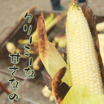 果実のようなホワイトコーン20本 20 野菜/とうもろこし通販