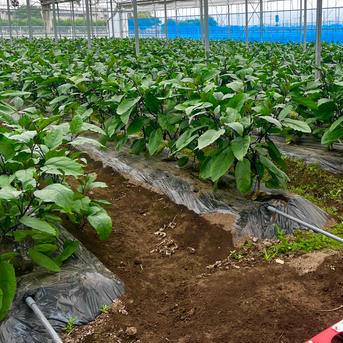 【規格外品･当日採れたて】果皮が柔らかいナス☆料理に最適☆ 5kg 野菜/茄子通販