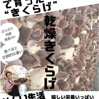 (冷凍) 10個入 せんい生活のきくらげ肉まん 手作り 人吉産きくらげたっぷり入り 国産原料 10個 加工品/その他加工品通販