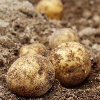 ＜自然栽培＞ 淡路島産 皮ごと安心「じゃがいも」 3kg【2022年SDGsエバンジェリスト認定取得】 3kg 野菜/じゃがいも通販