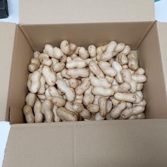 生落花生⭐【おおまさり】⭐️5kg入り、《採れ始め》期間限定です