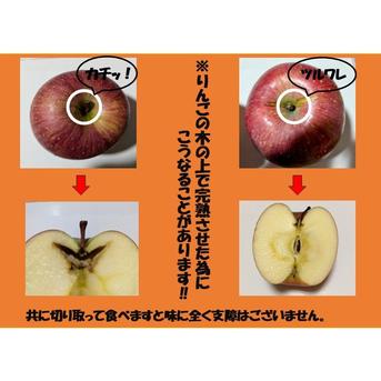 青森県産りんご 蜜入り 昔ながらの自然タップリ [メディアでお声が